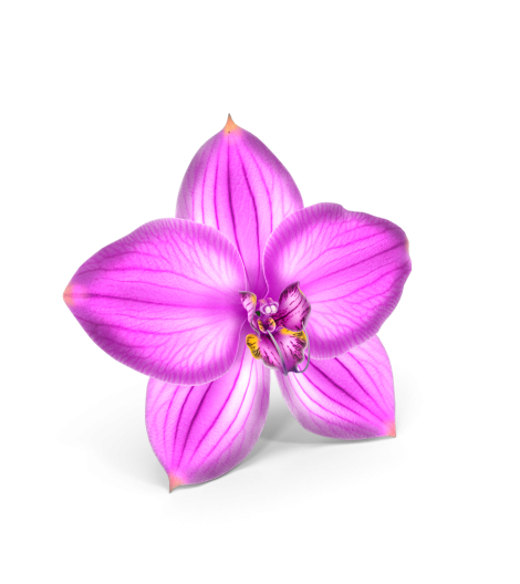 Orchid Flower Pink.G16.2k